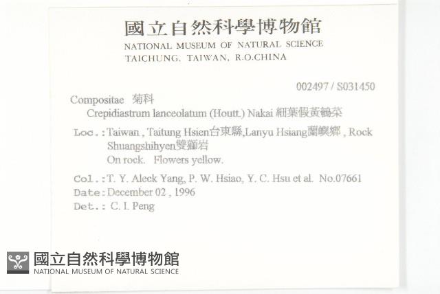 細葉假黃鵪菜藏品圖，第2張