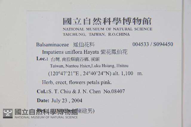 紫花鳳仙花藏品圖，第2張