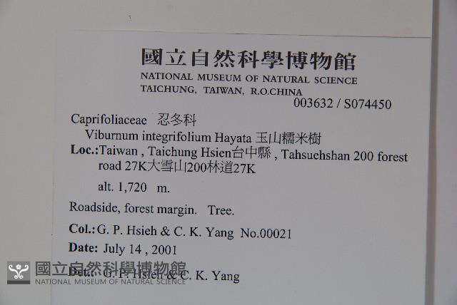 玉山糯米樹、狹葉糯米樹藏品圖，第2張