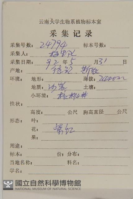 總狀薊藏品圖，第2張