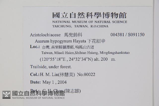 下花細辛藏品圖，第2張