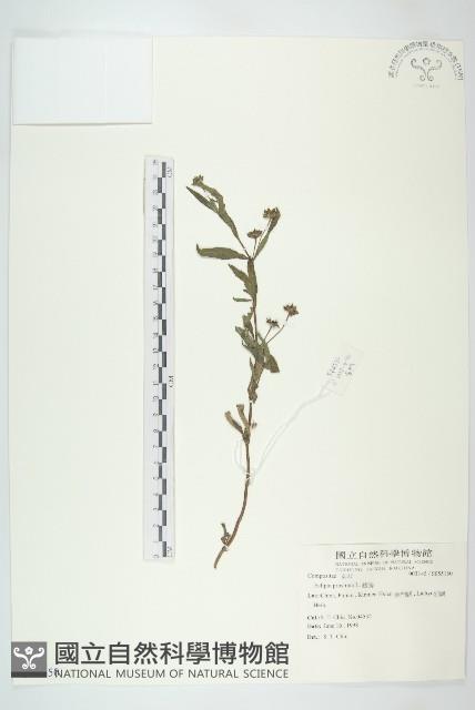 鱧腸藏品圖，第1張