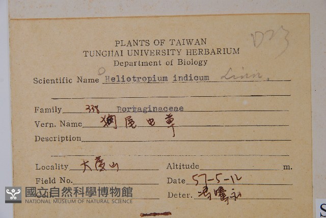 狗尾草藏品圖，第2張