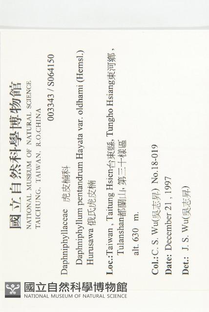 俄氏虎皮楠藏品圖，第2張