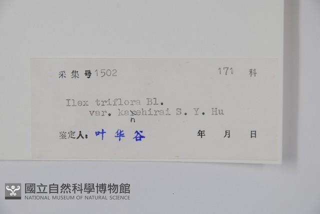 金平氏冬青藏品圖，第2張