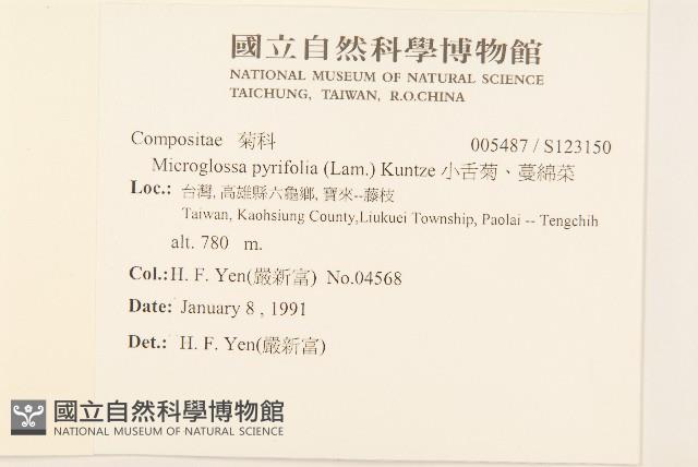 小舌菊、蔓綿菜藏品圖，第2張