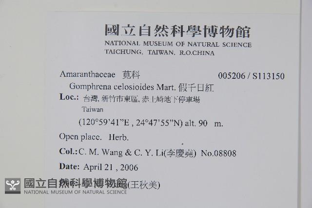 假千日紅藏品圖，第2張