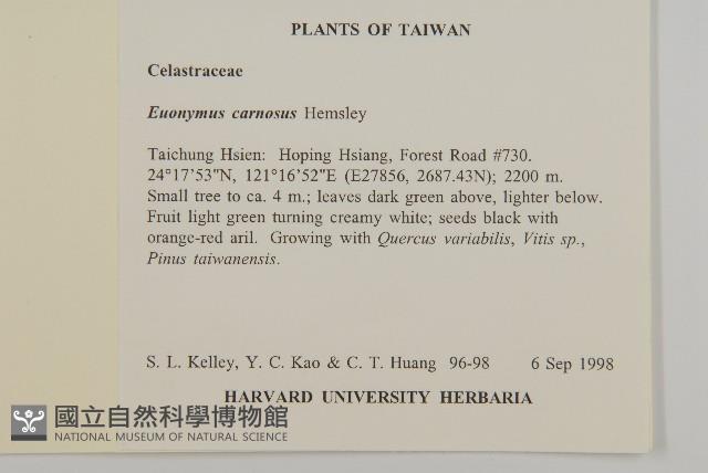 厚葉衛矛, 源一木藏品圖，第2張