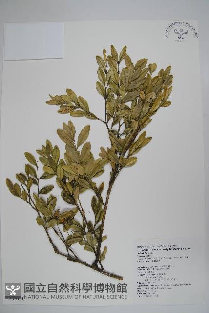 黃楊藏品圖，第1張