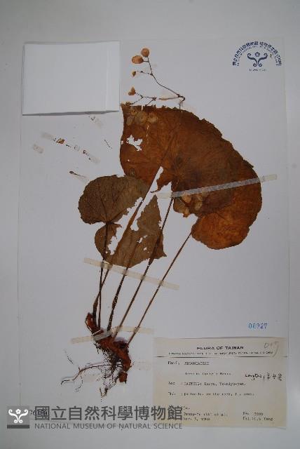 蘭嶼秋海棠藏品圖，第1張