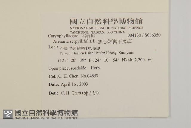無心菜、鵝不食草藏品圖，第2張