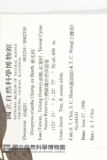 軟毛柿藏品圖，第2張