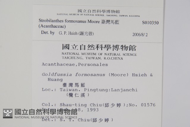 長穗馬藍藏品圖，第2張