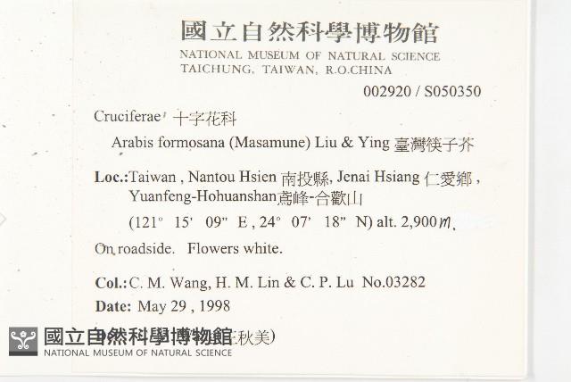 臺灣筷子芥藏品圖，第2張