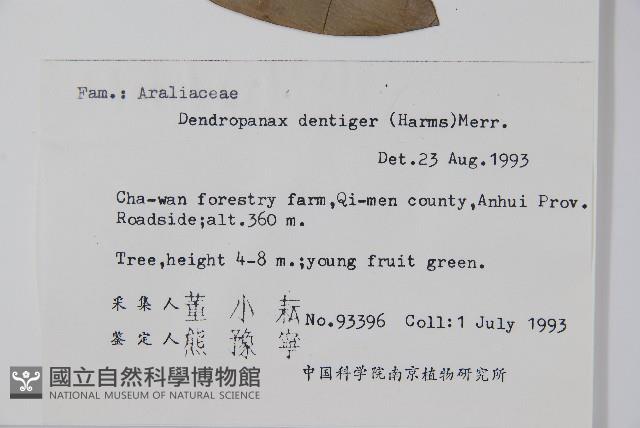 臺灣樹參藏品圖，第2張