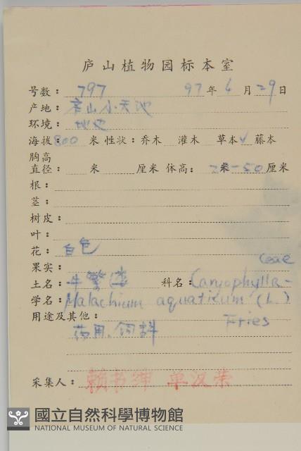 牛繁縷藏品圖，第2張