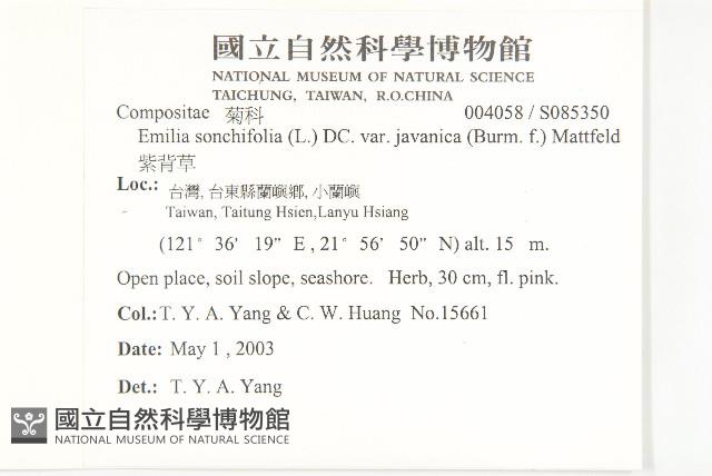 紫背草藏品圖，第2張