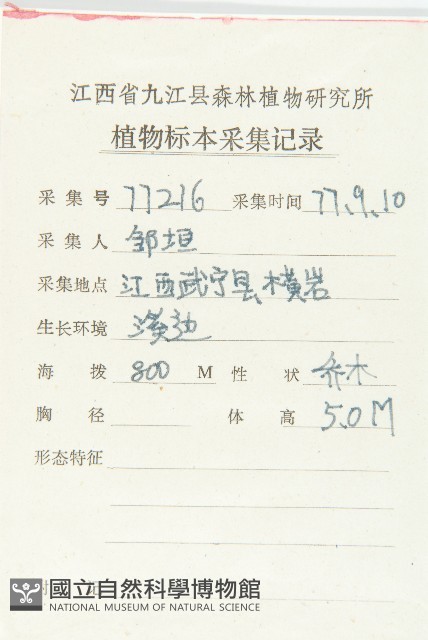俄氏虎皮楠、蘭嶼虎皮楠、虎皮楠藏品圖，第2張
