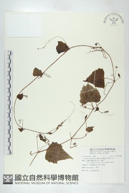 黑果馬交兒藏品圖，第1張