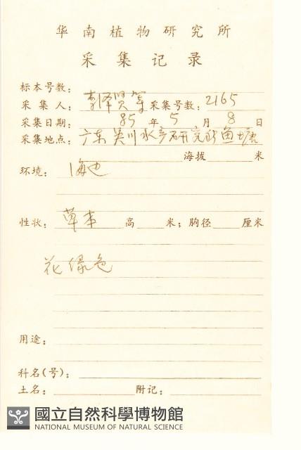 假吐金菊藏品圖，第2張