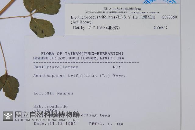 三葉五加藏品圖，第2張