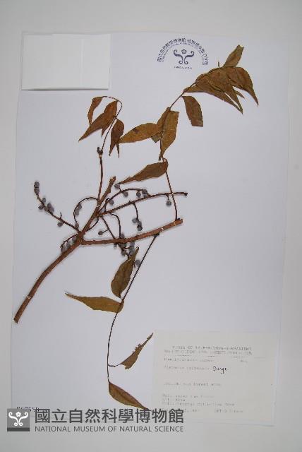 黃連木、爛心木藏品圖，第1張