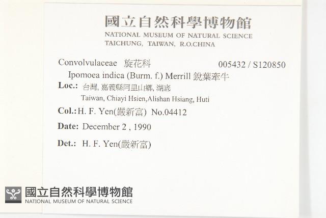 銳葉牽牛藏品圖，第2張