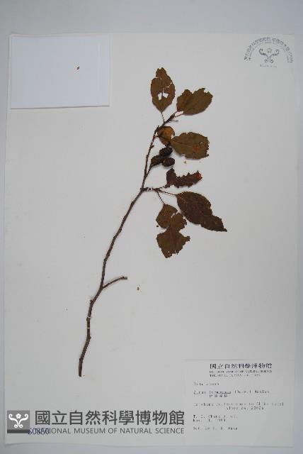 臺灣赤楊、臺灣榿木藏品圖，第1張