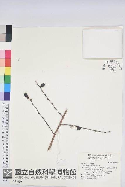 刺杜密藏品圖，第1張