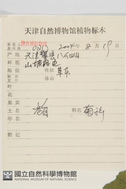 蒼耳藏品圖，第2張