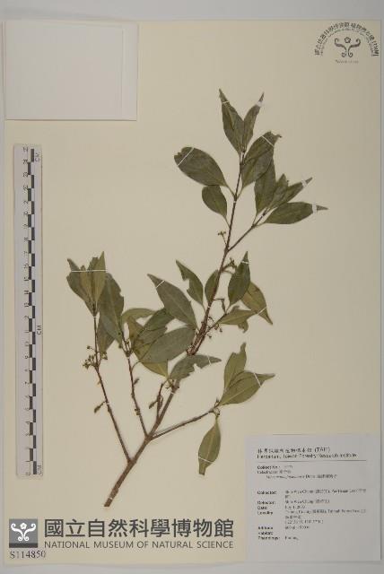 福建賽衛矛、福建假衛矛藏品圖，第1張