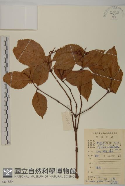 草珊瑚、紅果金粟蘭藏品圖，第1張