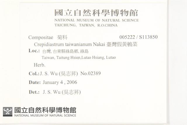 臺灣假黃鵪菜藏品圖，第2張