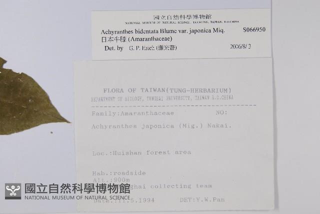 日本牛膝藏品圖，第2張