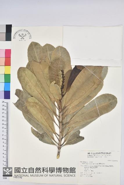 蘭嶼土沉香藏品圖，第1張