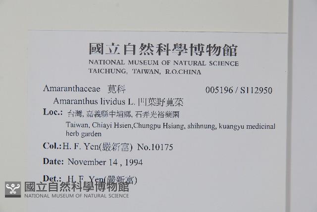 凹葉野莧菜藏品圖，第2張