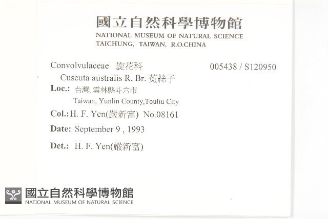 菟絲子藏品圖，第2張