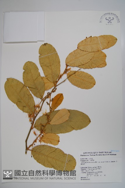 小刺山柑藏品圖，第1張