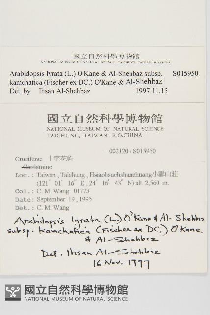 玉山筷子芥藏品圖，第2張