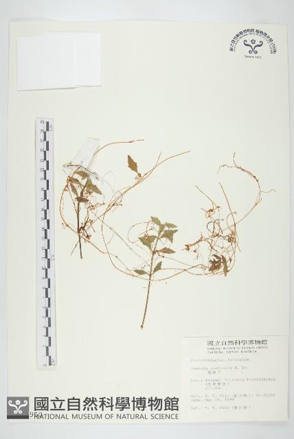 菟絲子藏品圖，第1張