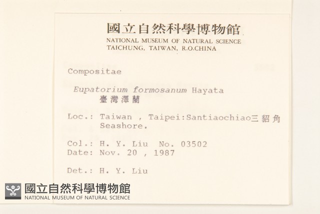 臺灣澤蘭藏品圖，第2張