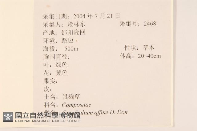 鼠麴草藏品圖，第2張