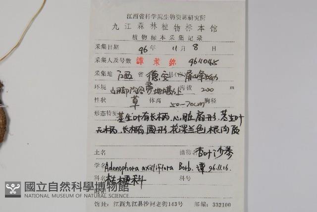 杏葉沙參藏品圖，第2張