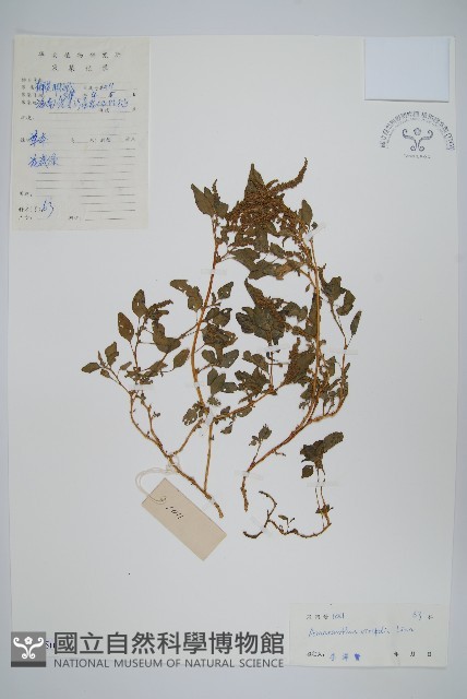 野莧菜藏品圖，第1張