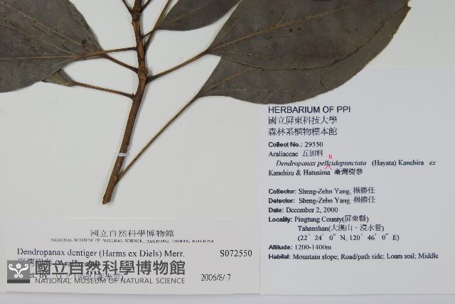 臺灣樹參藏品圖，第2張