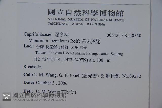 呂宋莢迷藏品圖，第2張