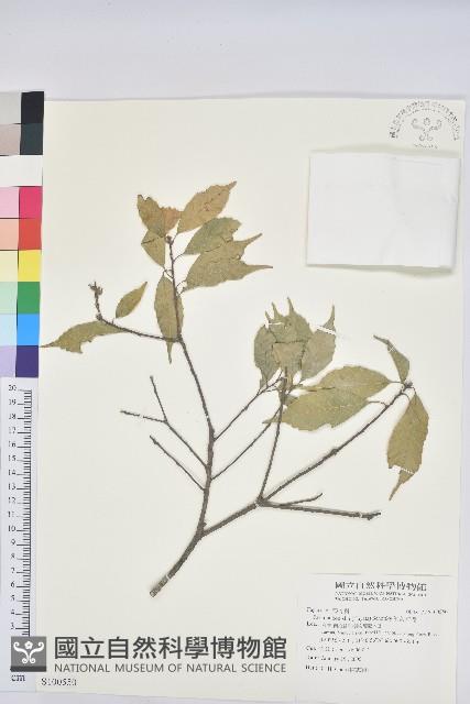 油葉石櫟藏品圖，第1張