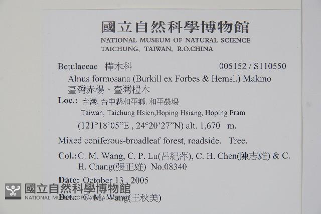臺灣赤楊、臺灣榿木藏品圖，第2張