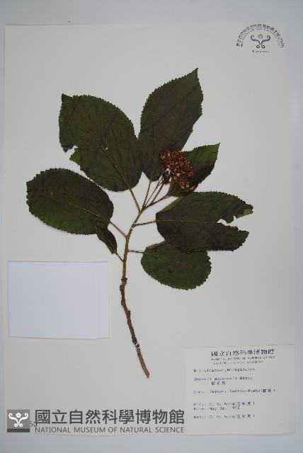 破布烏藏品圖，第1張