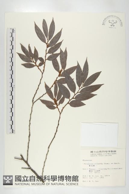 軟毛柿藏品圖，第1張